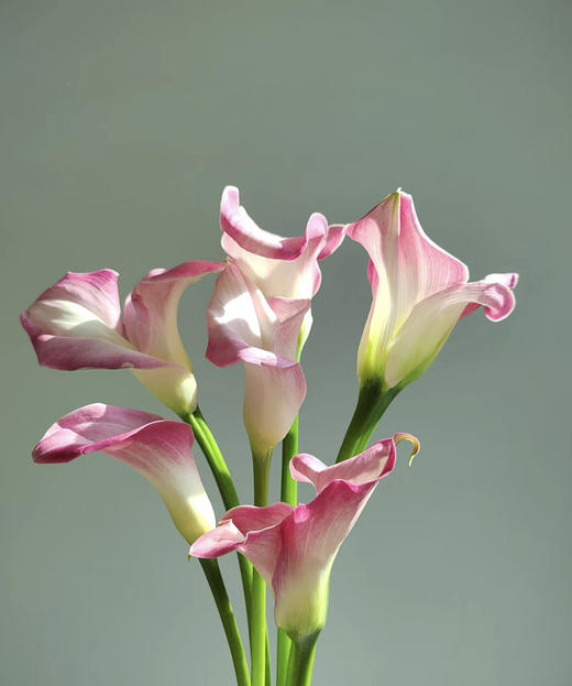 【马蹄莲】国产 (艾玛)  浅粉色  5枝/扎 商品图1