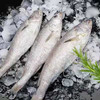舟山冰鲜鮸鱼400-500g/条（米鱼） 商品缩略图3