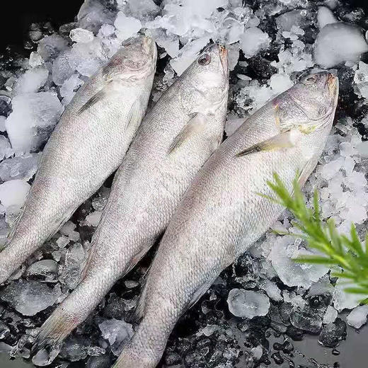 舟山冰鲜鮸鱼400-500g/条（米鱼） 商品图3