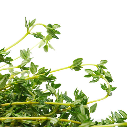【农地直供！超新鲜的百里香】新鲜食用，以全草入药可以鲜品使用或者晒干使用，也可装饰牛排西餐食材-ytlb健康 商品图1