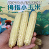 【西双版纳拇指小玉米】拇指大小、清香软糯、皮薄纤维、健康美味又营养 商品缩略图0