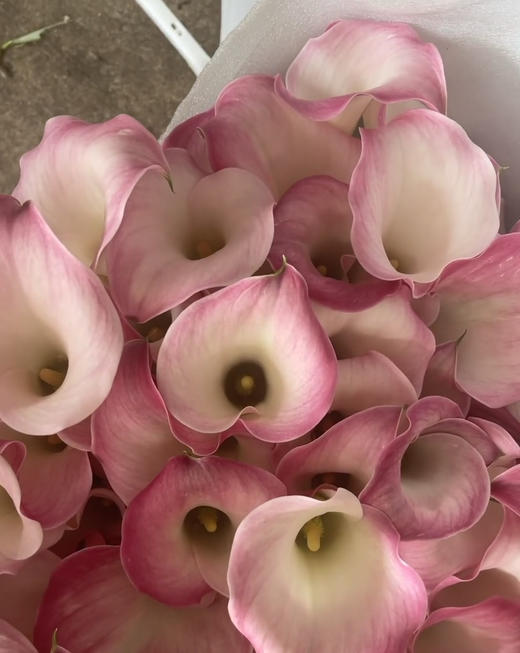 【马蹄莲】国产 (艾玛)  浅粉色  5枝/扎 商品图3