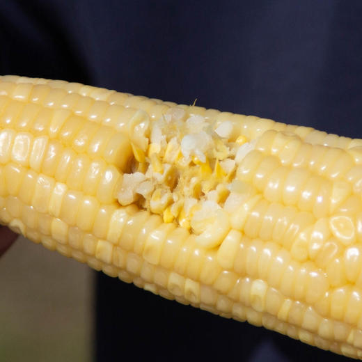 小时候的味道【内蒙敖汉非转基因香糯玉米】 0 农残！ 0化肥！ 0防腐 ！0添加！优质品种 甜糯口感 5小时鲜制 营养型好玉米 香甜口感  软嫩弹牙内蒙沙土地有机种 商品图4