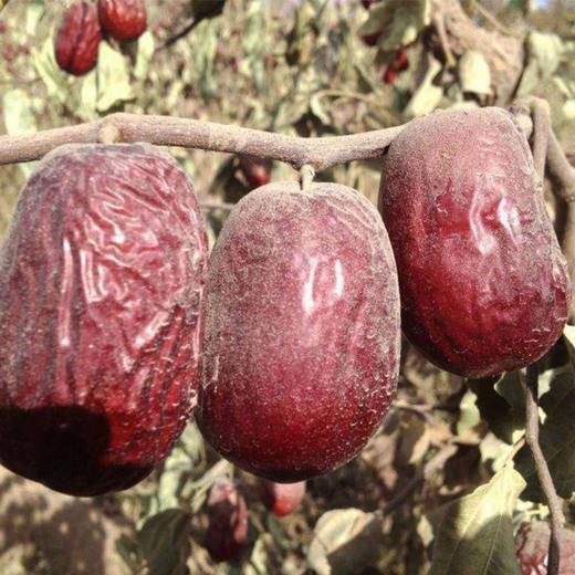 平价优选：新疆带灰若羌灰枣果干+和田大枣+枣夹核桃派产地新疆河北发货500g/袋 好食汇 商品图1