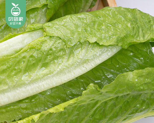 【叼鲜蔬】有机新鲜罗马生菜/1份（约250g） 商品图2
