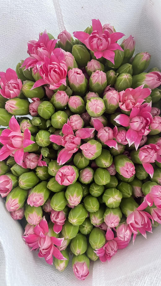 【稀有系列】多丁康乃馨~星太子（粉色） 约20枝/扎 商品图1