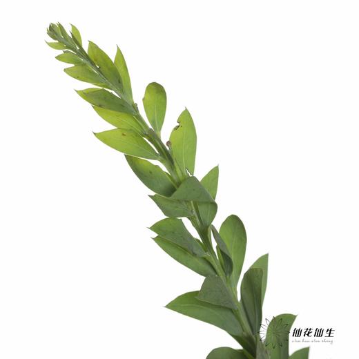 叶材 | 三角形尤加利 商品图1