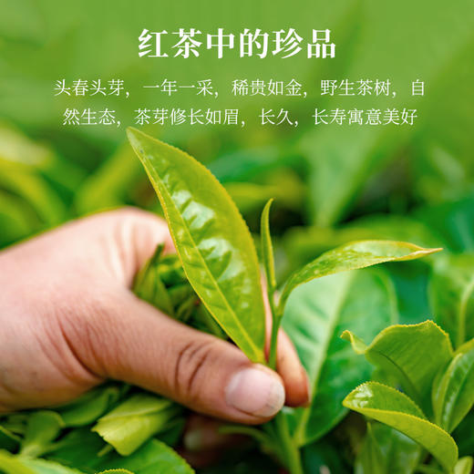 【清仓特价】云顶特级红茶珍品金骏眉80g商务装 商品图4
