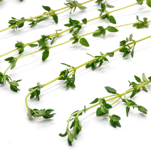【农地直供！超新鲜的百里香】新鲜食用，以全草入药可以鲜品使用或者晒干使用，也可装饰牛排西餐食材-ytlb健康 商品图3