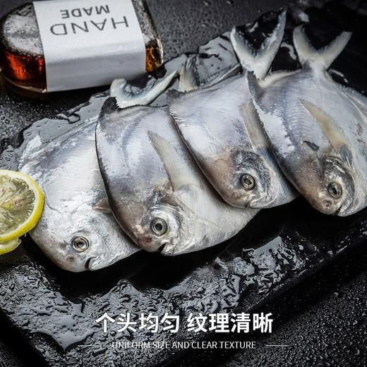 舟山冰鲜银鲳鱼1KG/袋 商品图3
