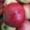 有机真的丑红富士苹果瑕疵果（不售后，介意慎拍） | 合作生产 Organic-real ugly Fuji apple | Partner Production 商品缩略图4