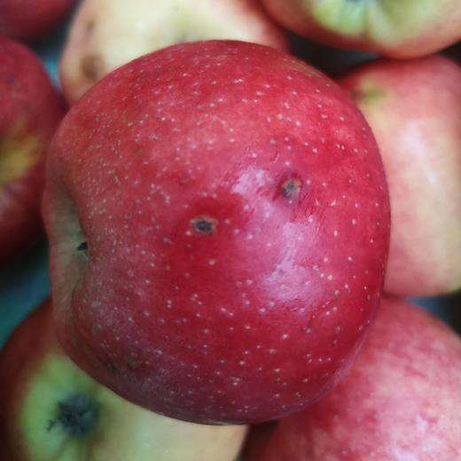 有机真的丑红富士苹果瑕疵果（不售后，介意慎拍） | 合作生产 Organic-real ugly Fuji apple | Partner Production 商品图4