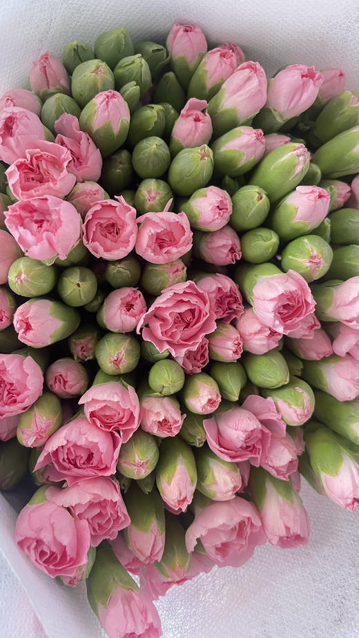 【稀有系列】多丁康乃馨~珍珠粉  约18-20枝/扎 商品图6