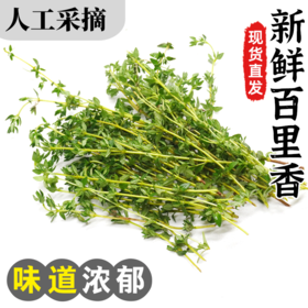 【农地直供！超新鲜的百里香】新鲜食用，以全草入药可以鲜品使用或者晒干使用，也可装饰牛排西餐食材-ytlb健康