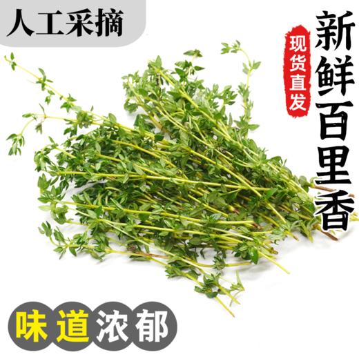 【农地直供！超新鲜的百里香】新鲜食用，以全草入药可以鲜品使用或者晒干使用，也可装饰牛排西餐食材-ytlb健康 商品图0