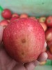 有机早熟苹果瑕疵果（不售后，介意慎拍） | 合作生产 *Organic precocious apple | Coproduction 商品缩略图2