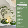 【仿真绿植造景】马醉木吊钟树仿真绿植造景入户楼梯橱窗景观玄关角落植物装饰摆件上门布置 商品缩略图2