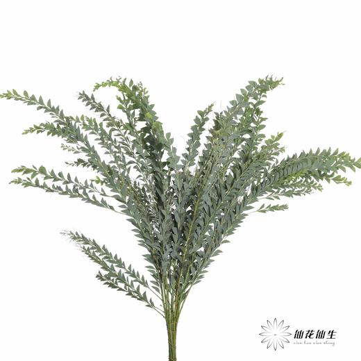 叶材 | 三角形尤加利 商品图0