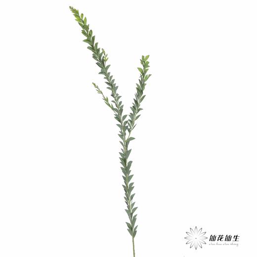 叶材 | 三角形尤加利 商品图5