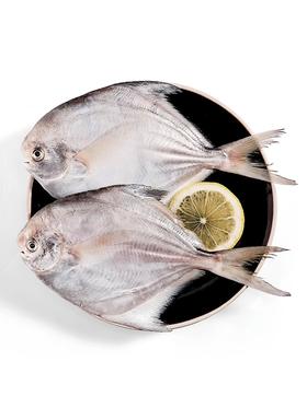 舟山冰鲜银鲳鱼1KG/袋