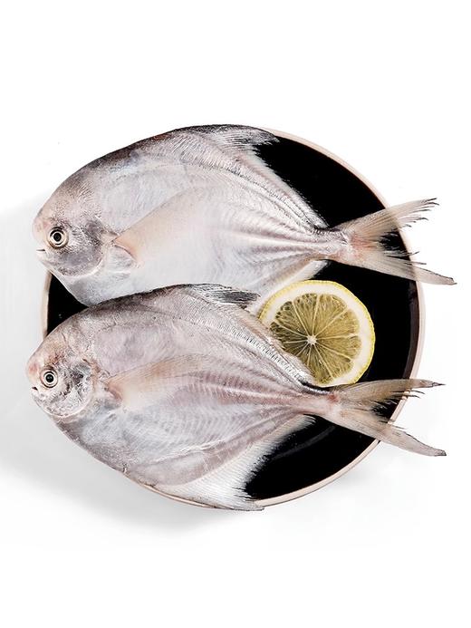 舟山冰鲜银鲳鱼1KG/袋 商品图0