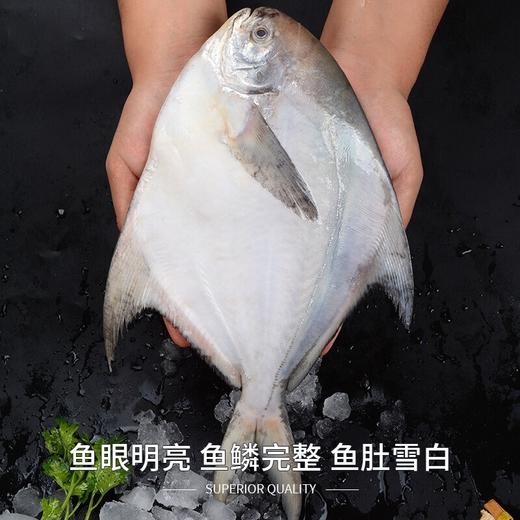 舟山冰鲜银鲳鱼1KG/袋 商品图1
