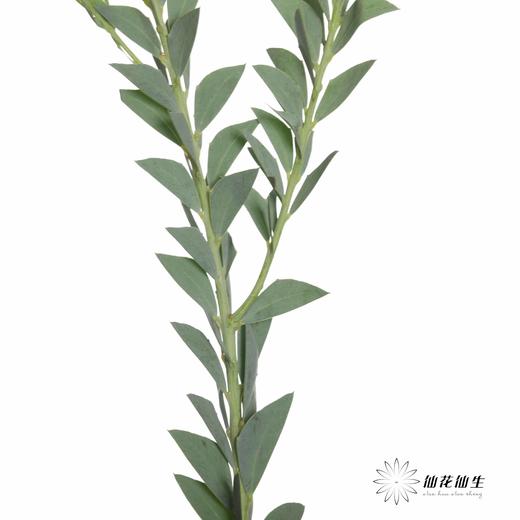 叶材 | 三角形尤加利 商品图6