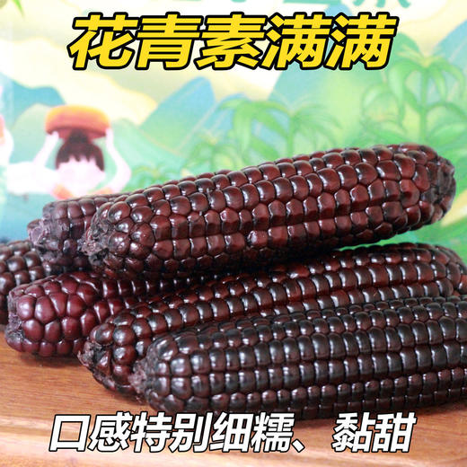 【西双版纳拇指小玉米】拇指大小、清香软糯、皮薄纤维、健康美味又营养 商品图3