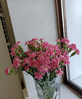 【稀有系列】多丁康乃馨~星太子（粉色） 约20枝/扎