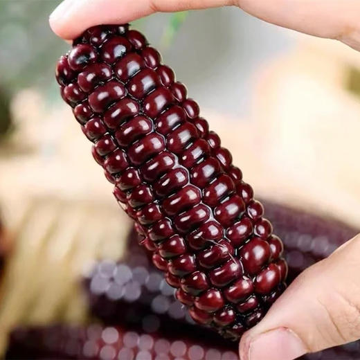 【西双版纳拇指小玉米】拇指大小、清香软糯、皮薄纤维、健康美味又营养 商品图2