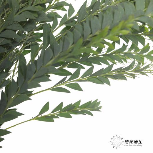 叶材 | 三角形尤加利 商品图4