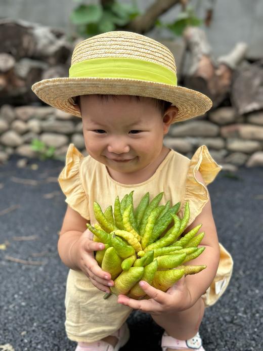 【香中君子.佛手】宝贝视频就是养护视频（送佛手卡片*1张/款式随机） 商品图9