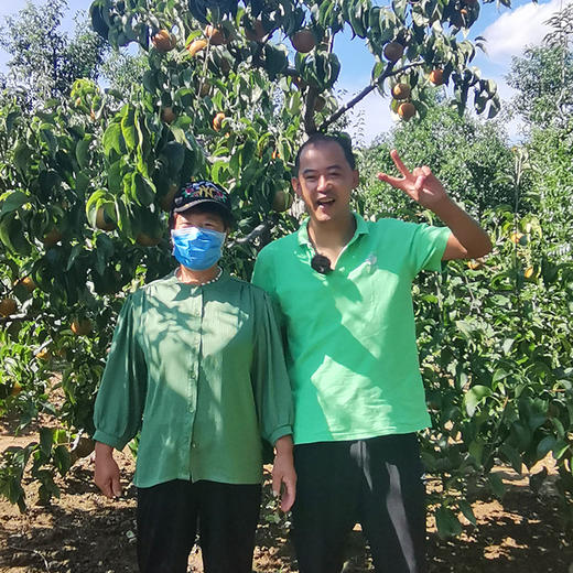 挑水糖梨 咱家网红梨 太甜了汁水多脆甜多汁梨 密云山区秋梨  5斤/8斤 商品图1