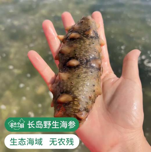 国家地理标识产品【长岛野生拉缸盐海参】拉缸盐半湿海参 圈海4年未动，检测通过了无重金属和无核辐射 无农残报告 生态海域，传统工艺、海参界的爱马仕！可泡发三倍以上! 商品图0