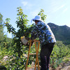 挑水糖梨 咱家网红梨 太甜了汁水多脆甜多汁梨 密云山区秋梨  5斤/8斤 商品缩略图5