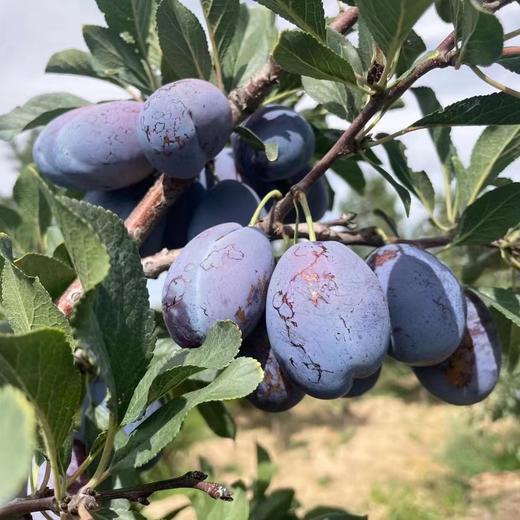 生态大漠西梅  | 合作生产 * Eco-prunes of desert  | Coproduction 商品图2