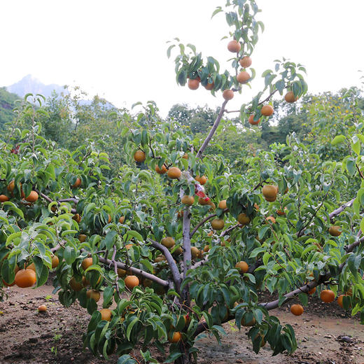 挑水糖梨 咱家网红梨 太甜了汁水多脆甜多汁梨 密云山区秋梨  5斤/8斤 商品图3