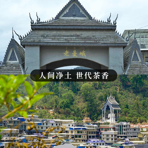 【老曼峨】2023年头春头采班章茶区老曼峨纯料苦过之后刻骨铭心的甜357克/饼 商品图8