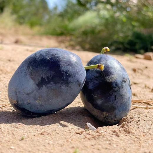 生态大漠西梅  | 合作生产 * Eco-prunes of desert  | Coproduction 商品图3