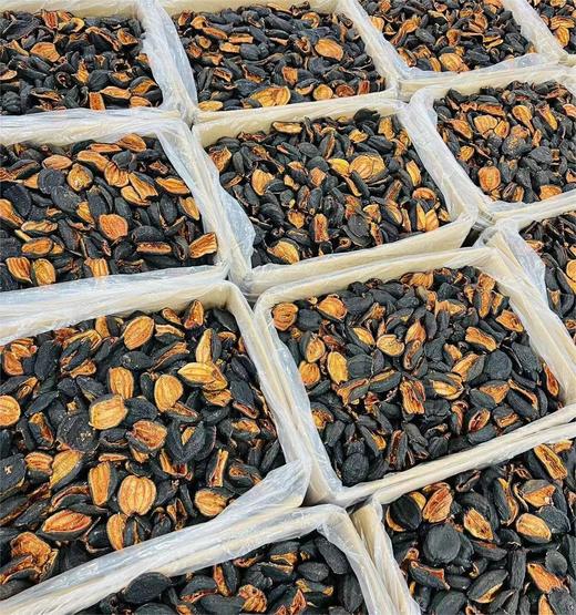 加拿大纯淡干 野生红极参 |海味干货 商品图5