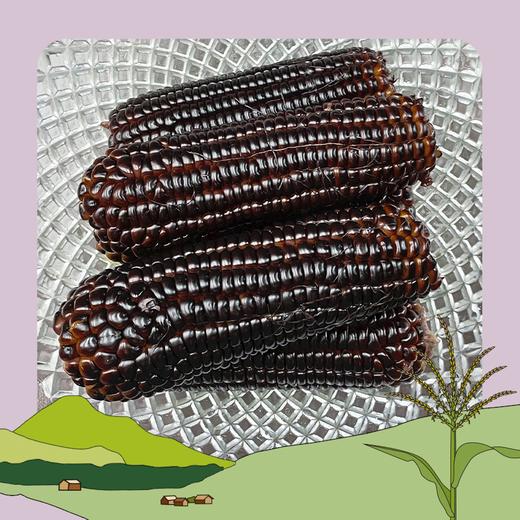 吾谷怡人黑糯玉米礼盒2200g(新老包装随机发货) 商品图2