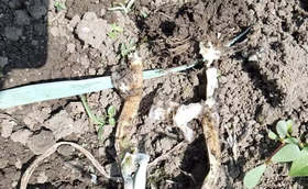 雨后葱白腐烂,臭葱还能不能救回来 