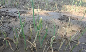 台风天过后大葱出现烂葱臭葱怎么办? 