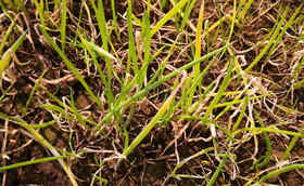 为什么不建议大葱重茬种植,今天给您讲个明白 