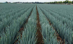 秋季大葱水肥管理这样做,亩产增收五千斤 