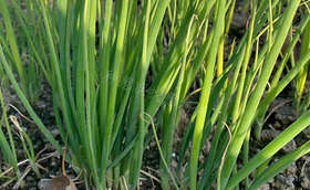 晚抽育苗什么时候播种合适?有没有晚抽种子推荐? 