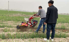 大葱培土肥水管理跟不上,产量惨惨惨 