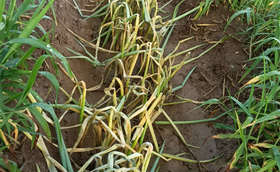 "杜苏芮"刚走,"卡奴"又来,台风雨天大葱应该如果做好病虫害防护 