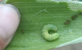 葱管虫打药没效果,原因你知道吗? 