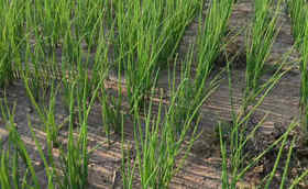 秋季大规模育苗即将开始,您的大葱种子准备好了吗? 